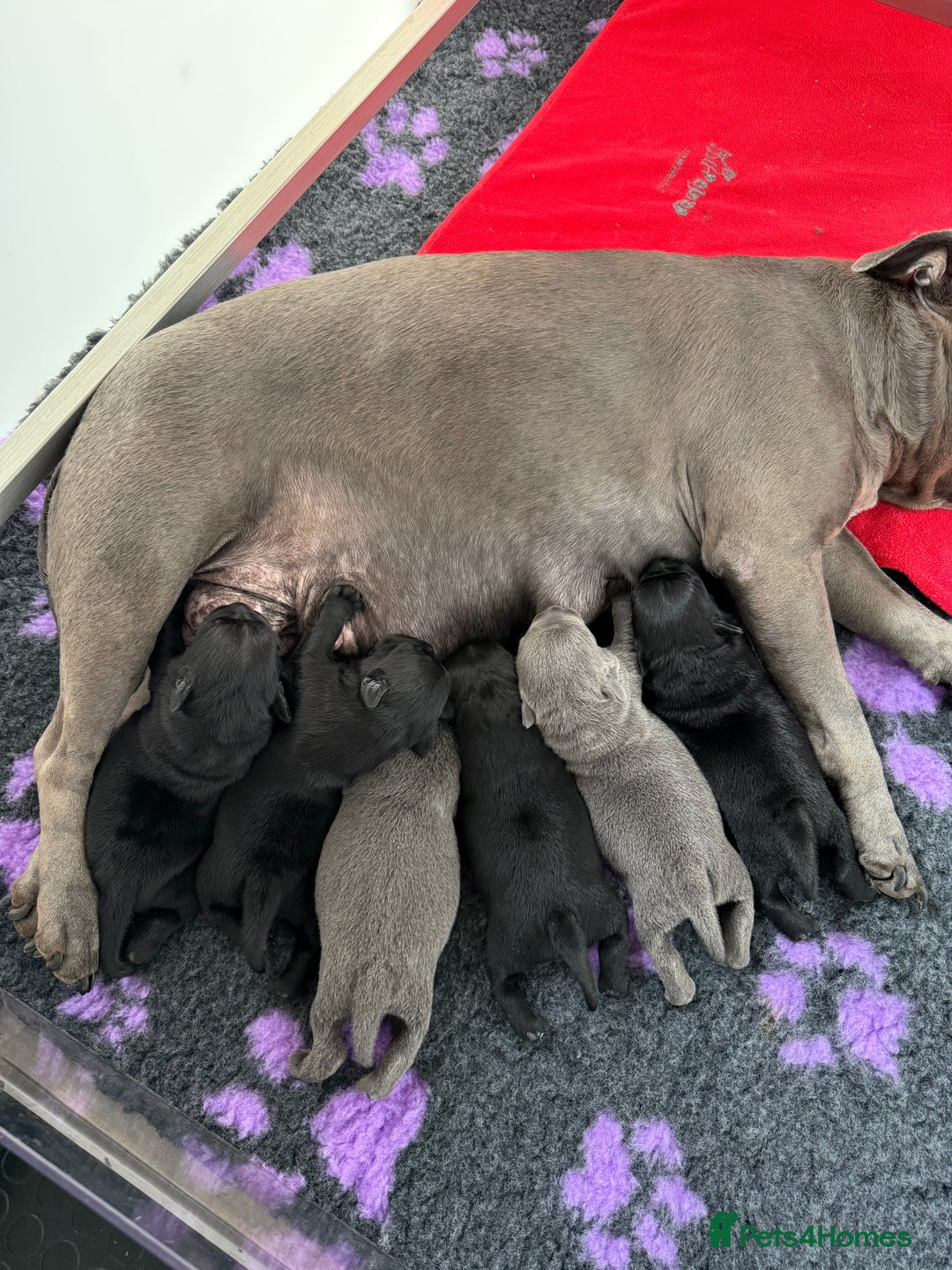 Staffordshire Bull Terrier dogs for sale: KC Registered Mr T & Luminastaffs Puppies - Image 7