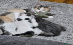 British Shorthair cats for sale: Beautiful female kitten  - Image 3
