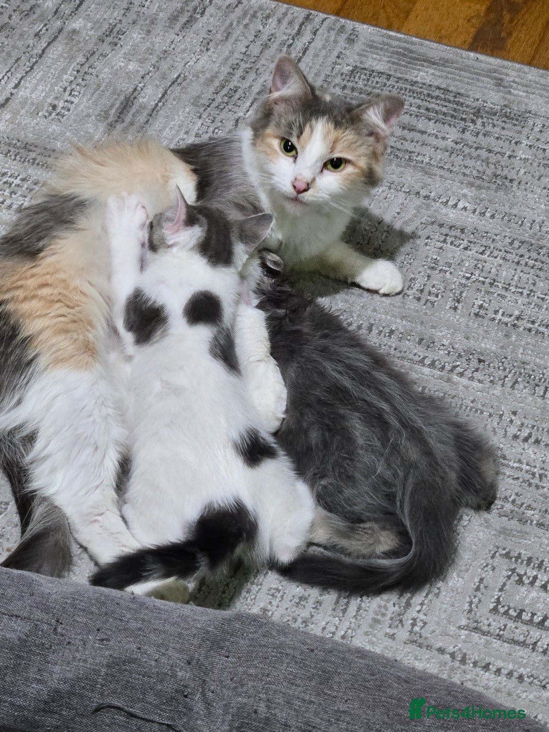 British Shorthair cats for sale: Beautiful female kitten  - Image 3