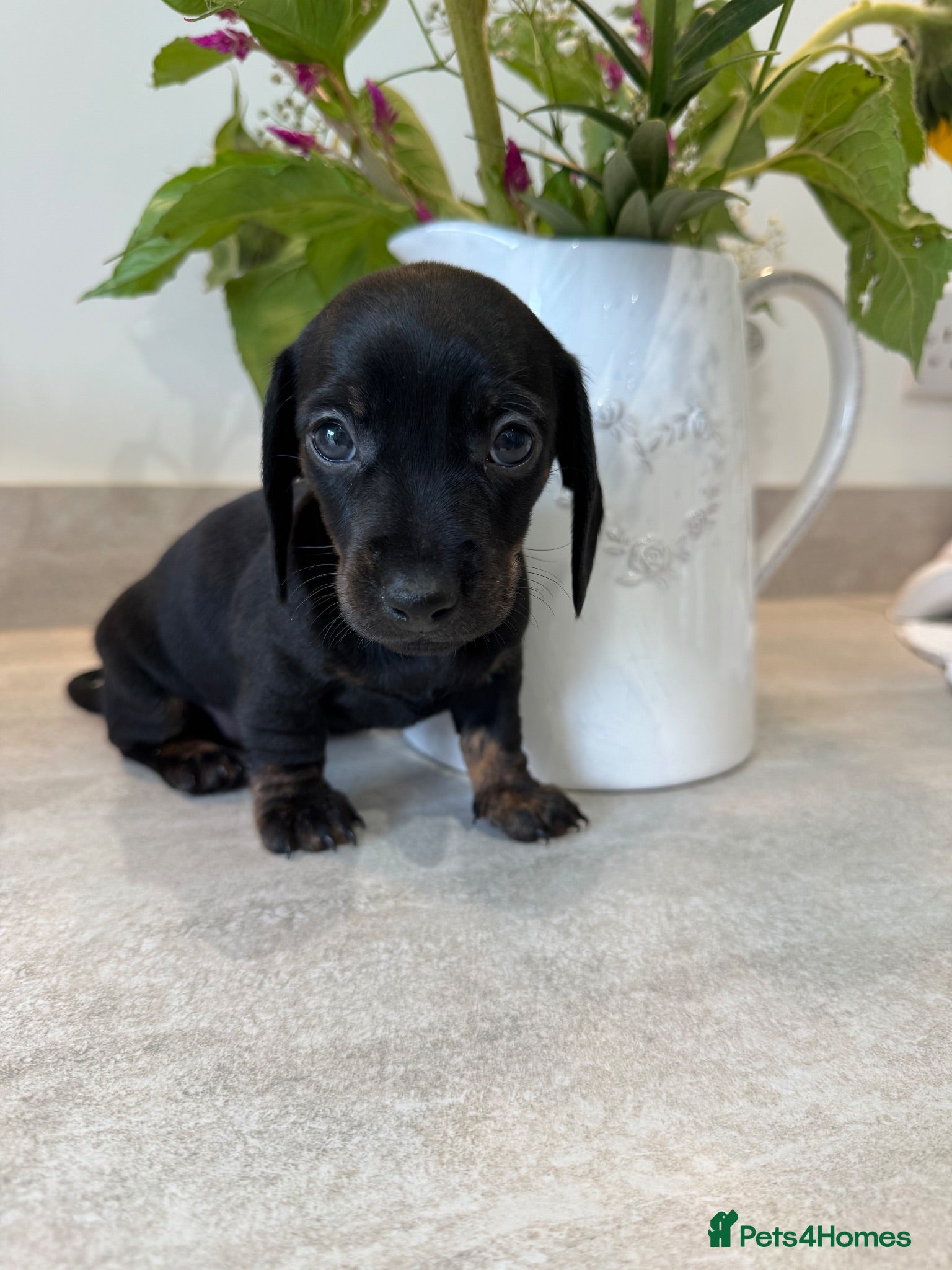 Miniature Dachshund dogs Stunning true mini KC Dachshund puppies - Advert 15