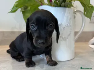 Miniature Dachshund dogs Stunning true mini KC Dachshund puppies - Advert 15