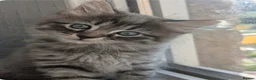 Maine Coon cats for sale: Maine coon X in Taunton - Advert 3