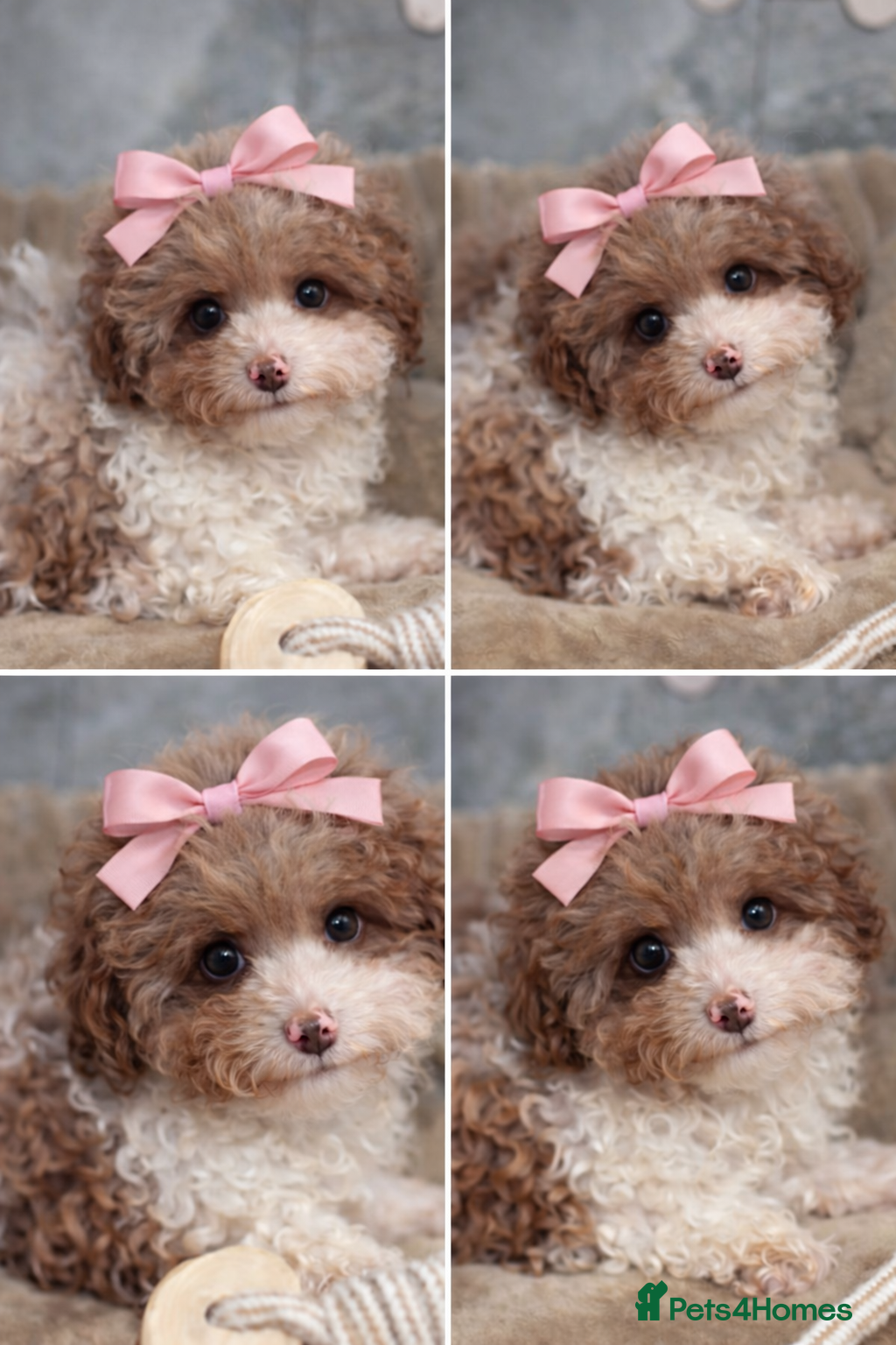 Cavapoo dogs Exceptional F2 Cavapoo Puppies - HomeRaised  - Advert 14