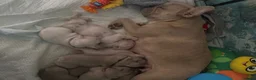 French Bulldog dogs for sale: Stunning Litter of French Bulldog Puppies - Advert 2