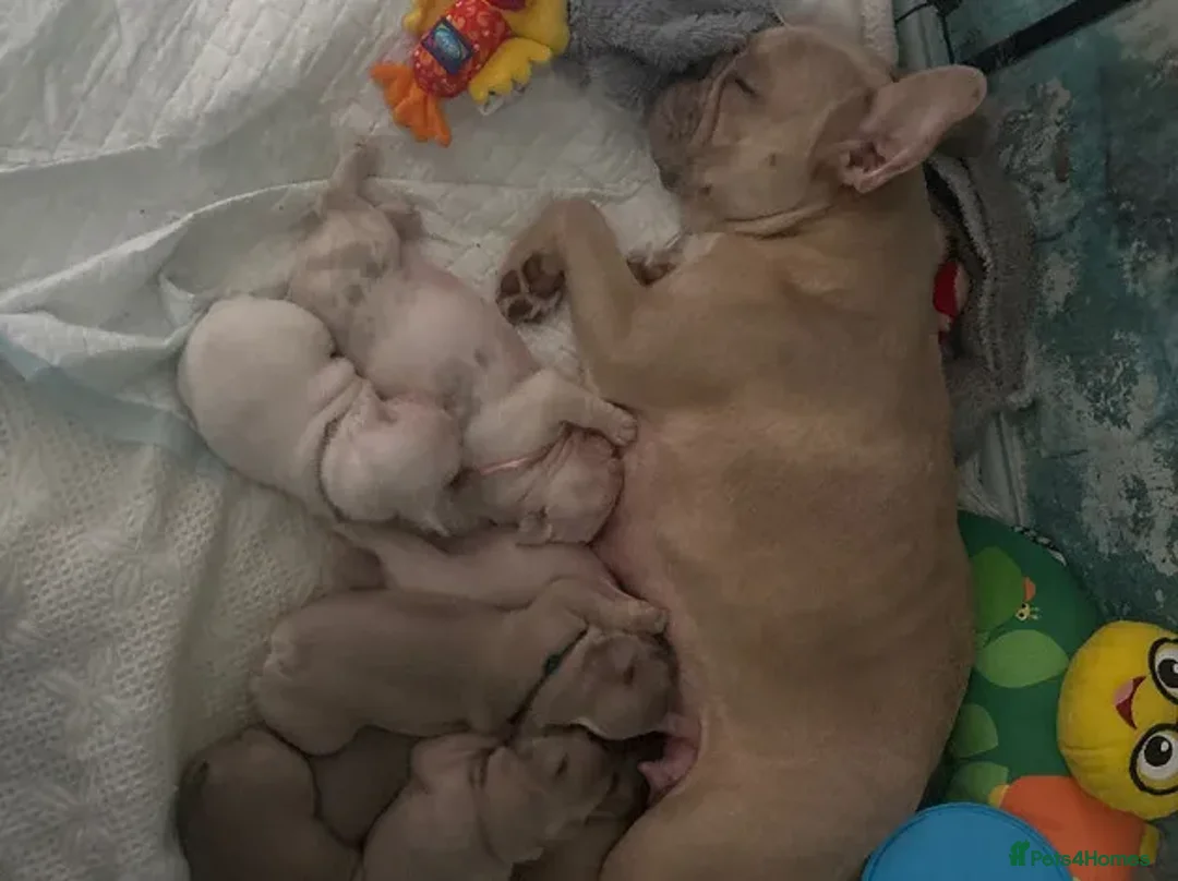 French Bulldog dogs for sale: Stunning Litter of French Bulldog Puppies - Advert 2
