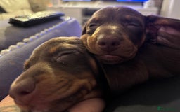 Miniature Dachshund dogs for sale: Chocolate and tan miniature Dachshund  - Advert 1
