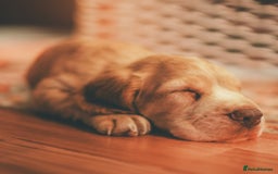 Cocker Spaniel dogs for sale: ONE LEFT - Ready to go - Beautiful Family-Raised - Image 2
