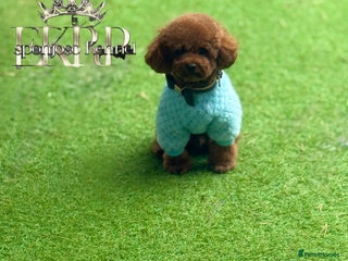 Toy Poodle dogs in Thetford - Advert 10