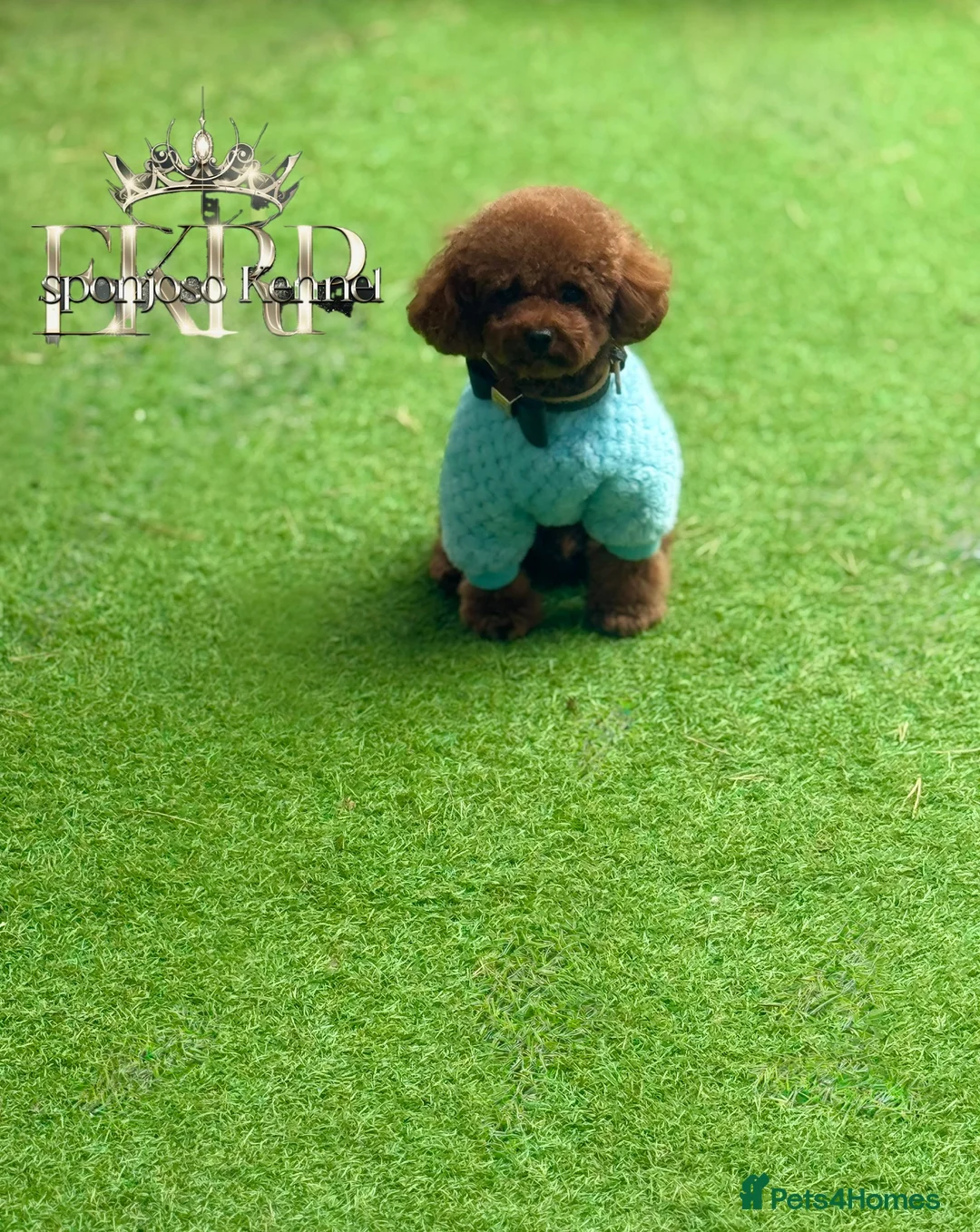 Toy Poodle dogs for stud: 🔥One-in-a-Million teddy Asian toy poodle DNA Stud in Thetford - Advert 8