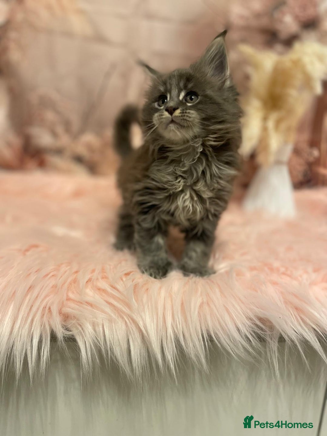 Maine Coon cats for sale: Maine Coon polydactyl (left two girls) - Advert 21