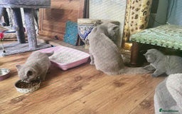 British Shorthair cats for sale: Two cuddly blue boys from loving family home - Image 5