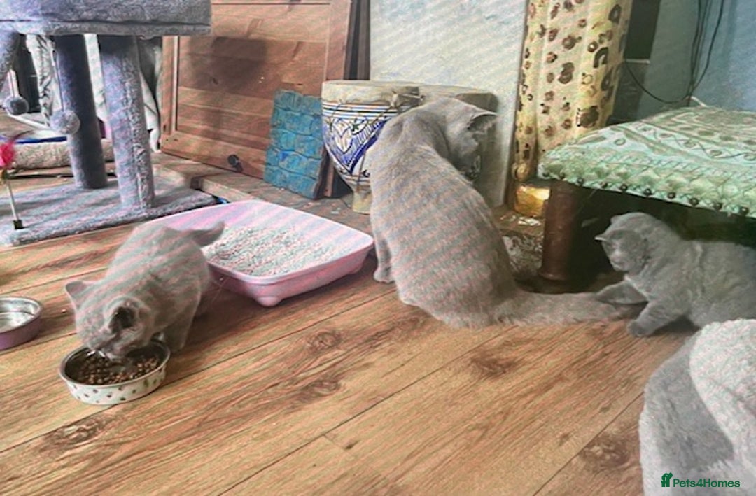 British Shorthair cats for sale: Two cuddly blue boys from loving family home - Image 5