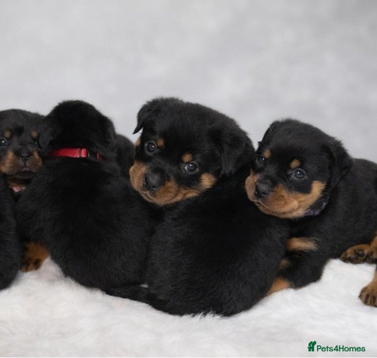 Rottweiler dogs 🐾 Beautiful Rottweiler Puppies - Advert 8