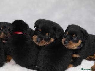 Rottweiler dogs 🐾 Beautiful Rottweiler Puppies - Advert 1