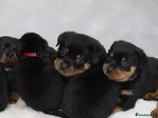 Rottweiler dogs 🐾 Beautiful Rottweiler Puppies - Advert 2