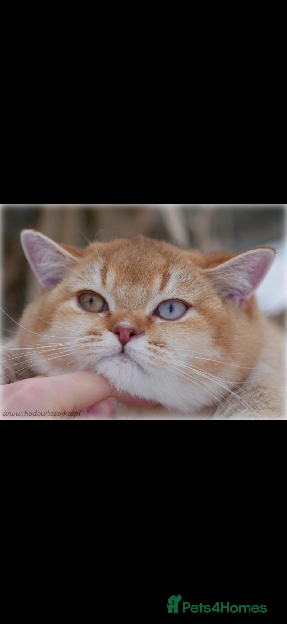 British Shorthair cats Chocolate golden odd eye import stud  - Advert 2