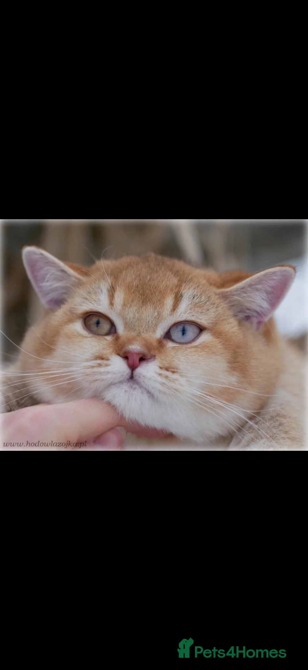 British Shorthair cats for stud: Chocolate golden odd eye import stud  - Advert 1