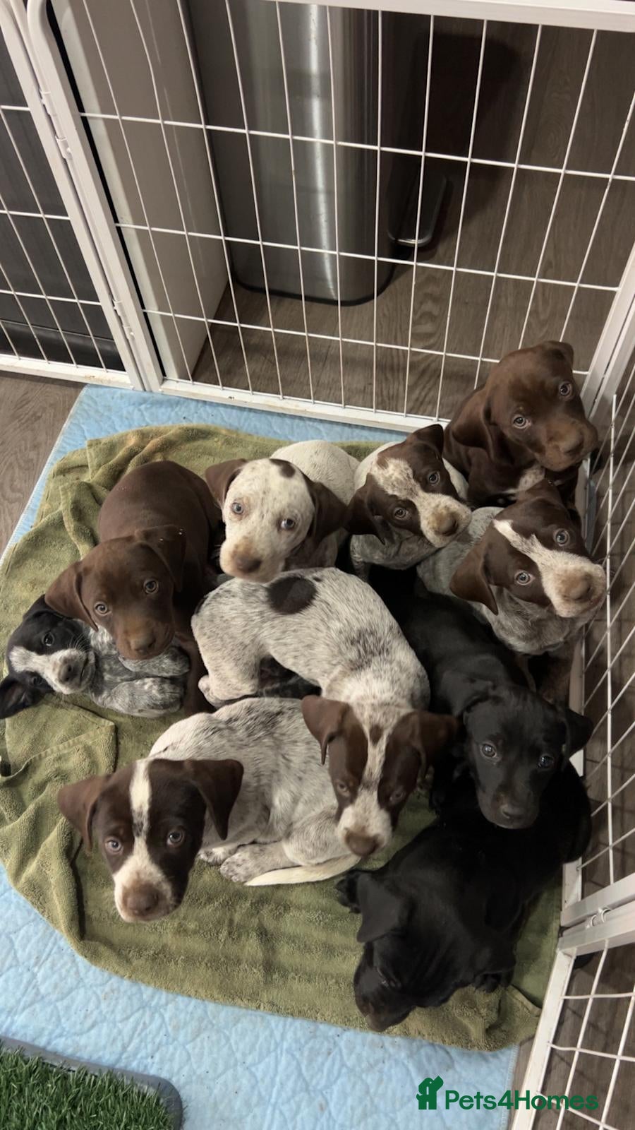 German Shorthaired Pointer dogs Protective German Shorthaired Pointer Puppies - Advert 1