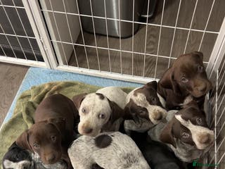 German Shorthaired Pointer dogs Protective German Shorthaired Pointer Puppies - Advert 1