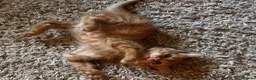 Mixed Breed cats for sale: Beautiful ginger kittens! in Chesterfield - Advert 16