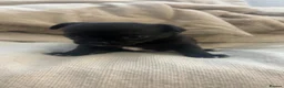 Chihuahua dogs for sale: 3 beautiful chihuahua puppies  - Advert 7