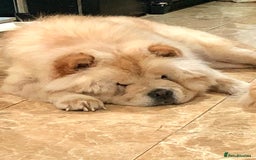 Chow Chow dogs for sale: GORGEOUS KC FEMALE CHOW FOR SALE!!!!!! - Image 8
