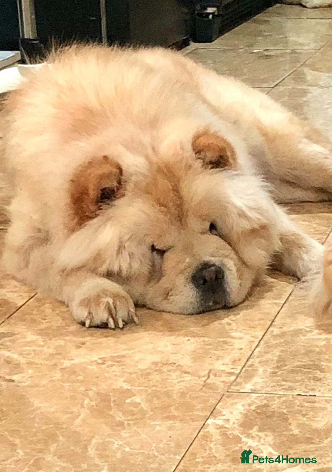 Chow Chow dogs for sale: GORGEOUS KC FEMALE CHOW FOR SALE!!!!!! - Image 8