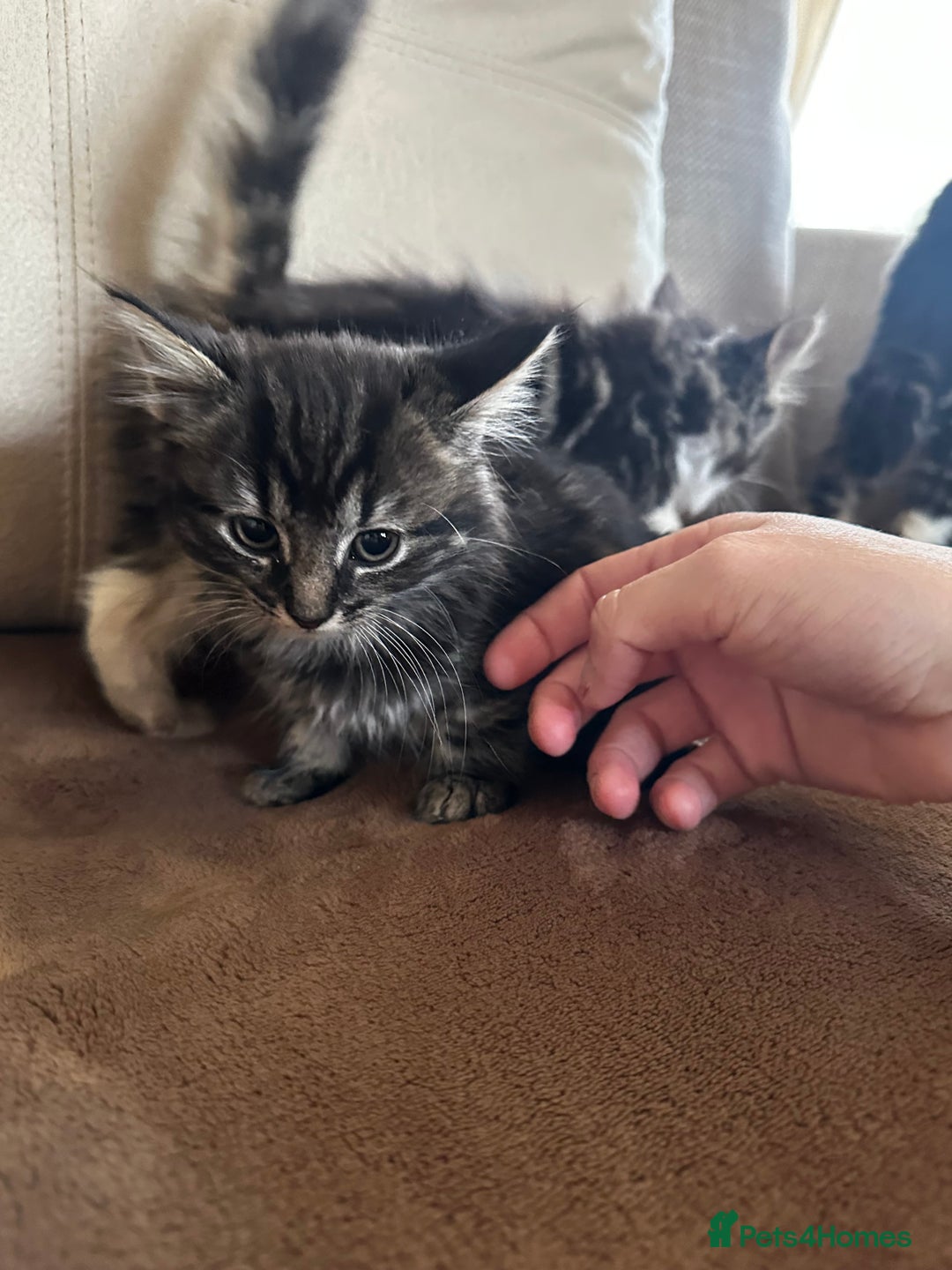 Siberian cats for sale: 5 beautiful miniature kittens  - Advert 13