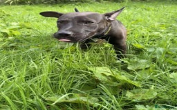 Mixed Breed dogs for sale: Coco canine  - Image 6