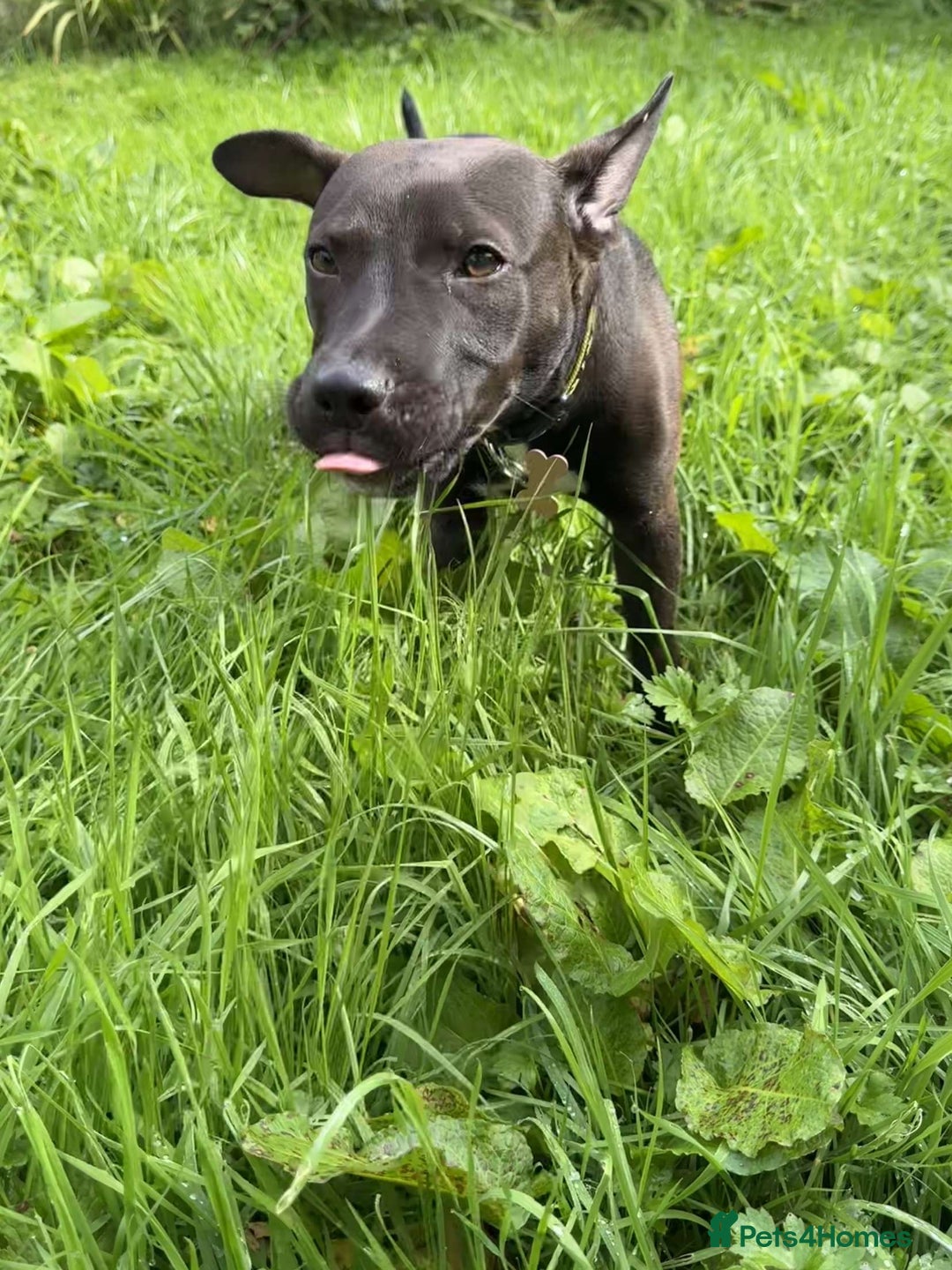 Mixed Breed dogs for sale: Coco canine  - Image 6