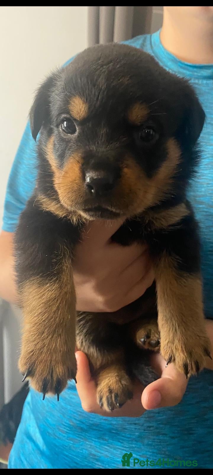 Rottweiler dogs Pure breed rottweilers  - Advert 3
