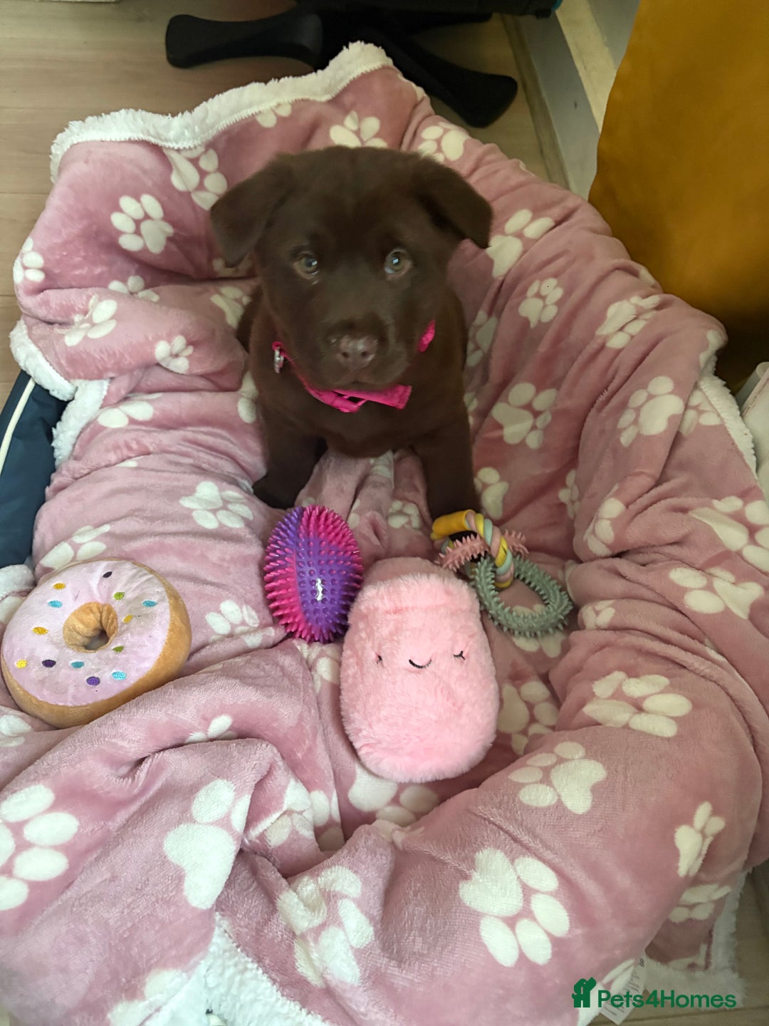 Mixed Breed dogs for sale: Chowdour - Advert 1