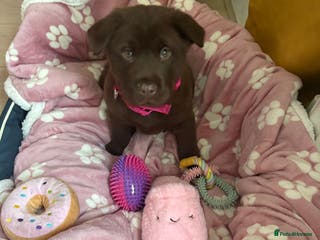 Mixed Breed dogs Chowdour - Advert 4