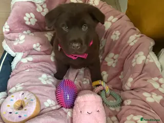 Mixed Breed dogs Chowdour - Advert 2