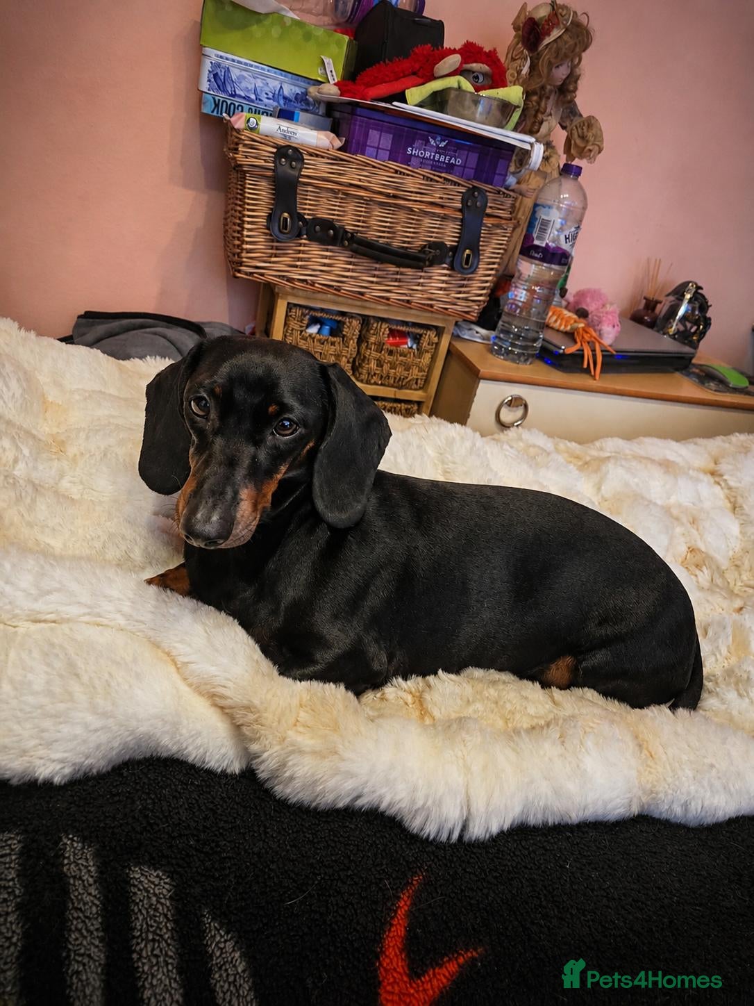 Miniature Dachshund dogs Miniature Dachshund Puppies – 1 Boy & 2 Girls  - Advert 1