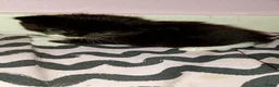Mixed Breed cats for sale: 3 cute kittens looking for their forever homes - Advert 19