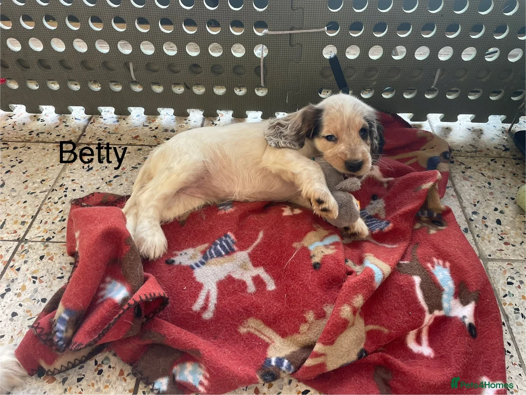 Cocker Spaniel dogs for sale: Gorgeous pair of pups remaining  - Advert 18