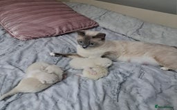 Ragdoll cats for sale: Beautiful Chunky Pure Breed Ragdoll kittens - Image 19