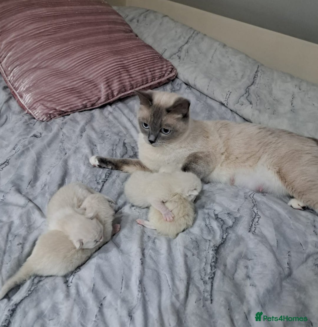 Ragdoll cats for sale: Beautiful Chunky Pure Breed Ragdoll kittens - Image 19