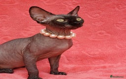 Sphynx cats for sale: Amazing kittens !!! in Maidstone - Image 12