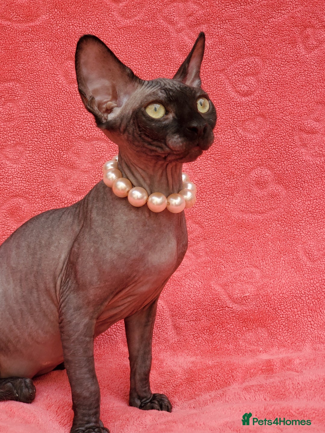 Sphynx cats for sale: Amazing kittens !!! in Maidstone - Image 12