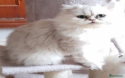 Persian cats for sale: 🐤White shaded gold/silver kittens ready to go - Advert 3