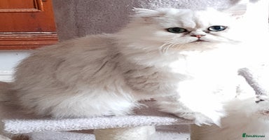 Persian cats 🐤White shaded gold/silver kittens ready to go - Advert 2