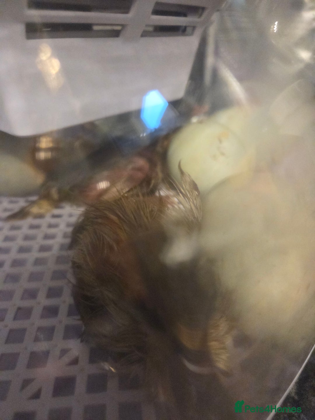 Ducks poultry for sale: Rare colour Pure bred silver runner Ducks  - Advert 14