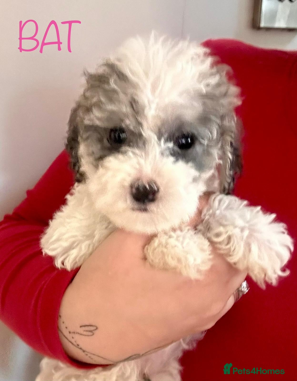 Cockapoo dogs 🐾 Beautiful F1bb Cockerpoo Puppies 🐾 - Advert 16