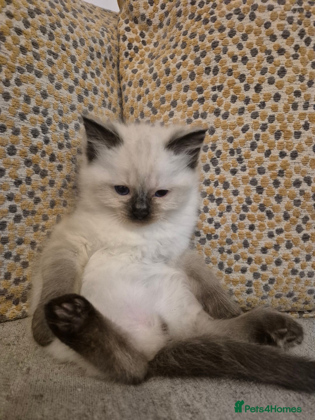 Ragdoll cats for sale: Pure Breed Ragdoll Kittens  - Advert 18