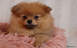 Pomeranian dogs for sale: Purebred Pomeranian Pups Raised with Love in LDN - Image 14