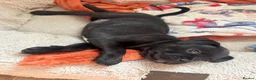 Staffordshire Bull Terrier dogs for sale: Super cute staffy puppies 🐶 2 left!  in Pontypool - Advert 9