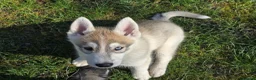 Siberian Husky dogs for sale: Beautiful KC Reg Siberian Husky Puppies - Advert 3