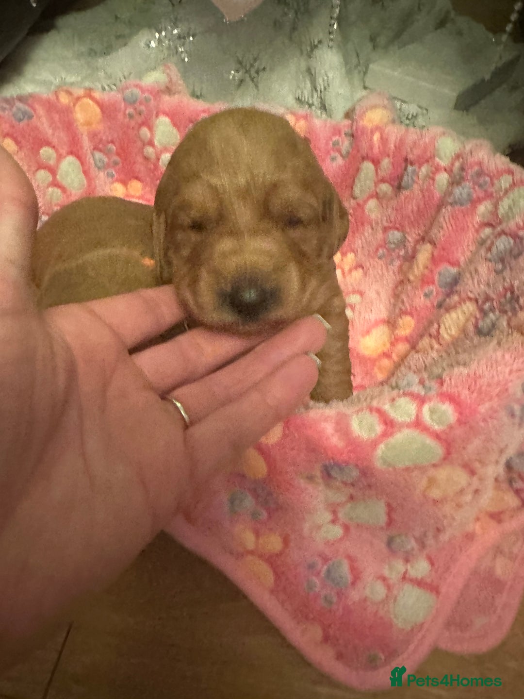 Labradoodle dogs for sale: Miniature F1 Labradoodles  - Advert 10